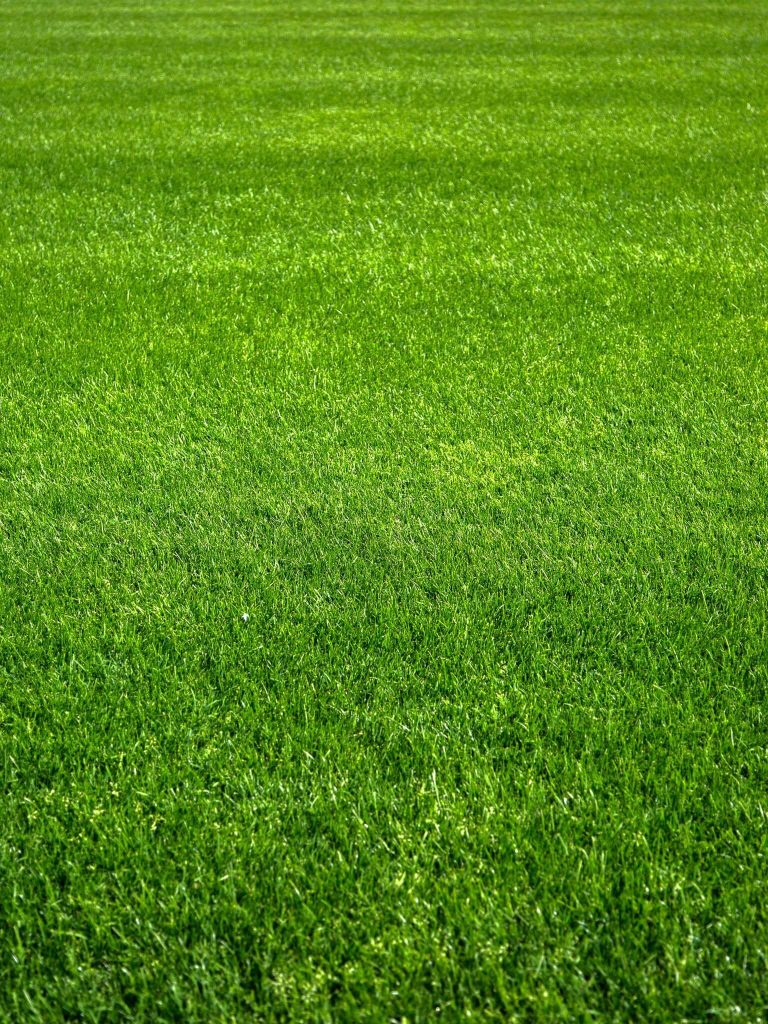 Fresh grass cut