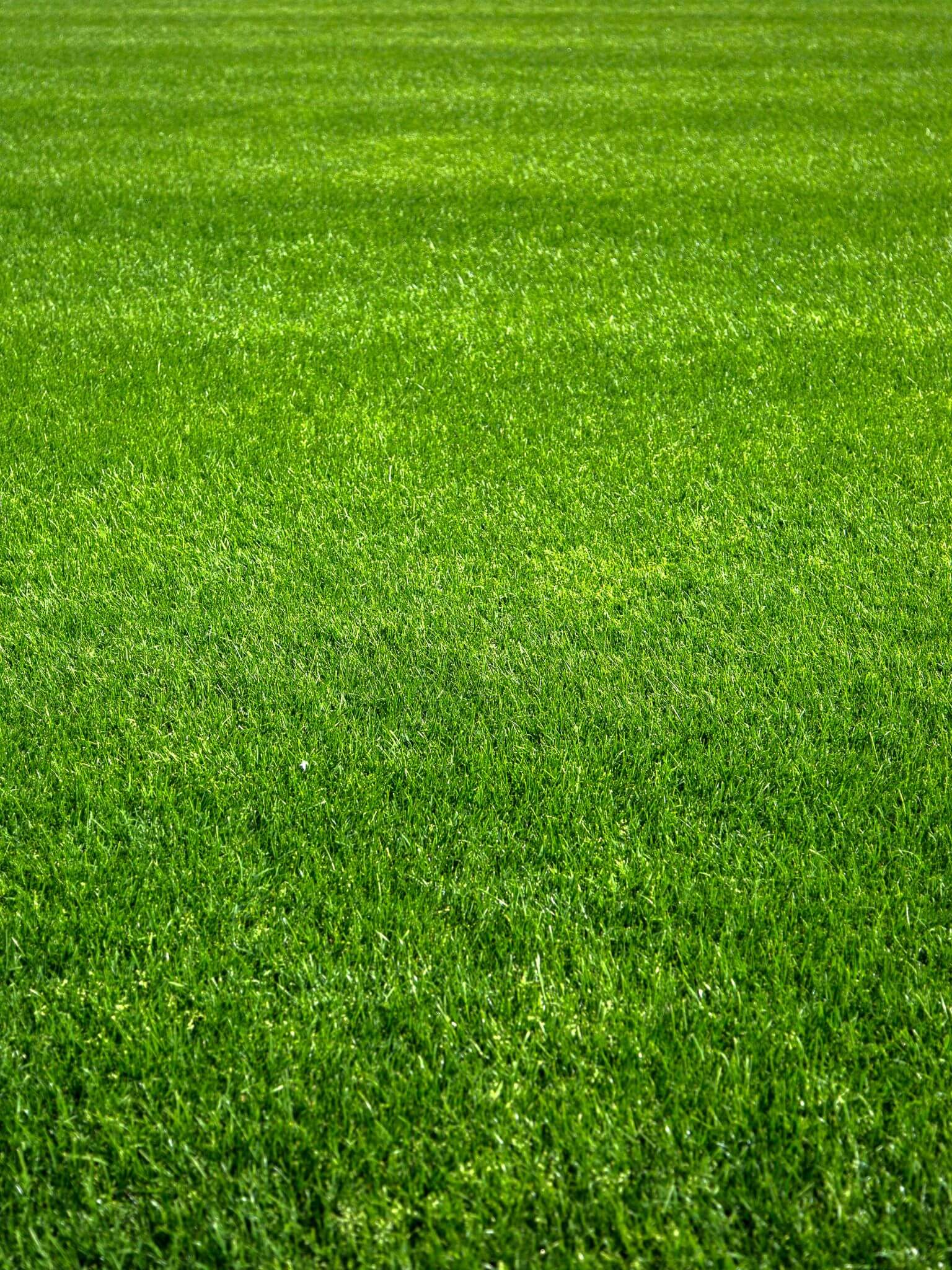 Fresh grass cut
