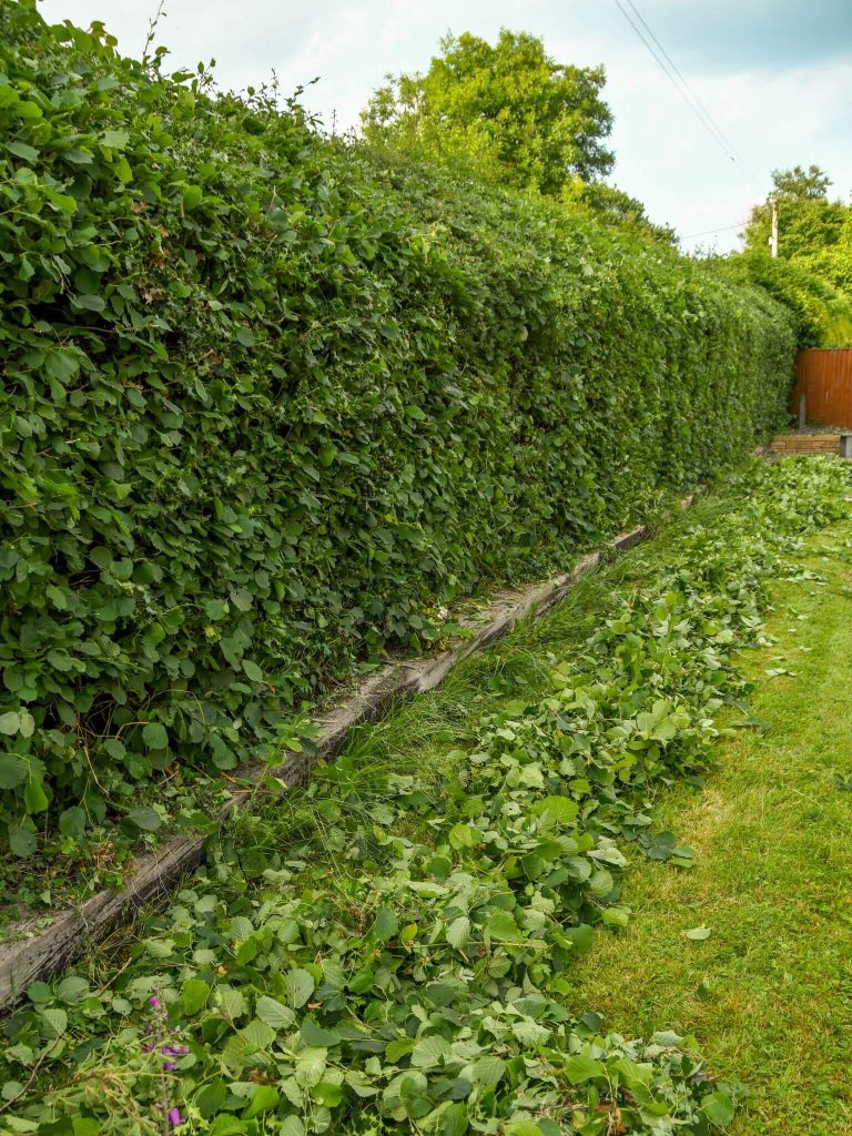 Trimming hedges in a garden